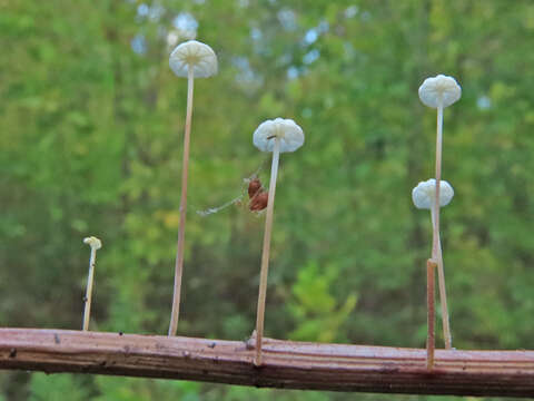 Image of Marasmius epiphyllus (Pers.) Fr. 1838