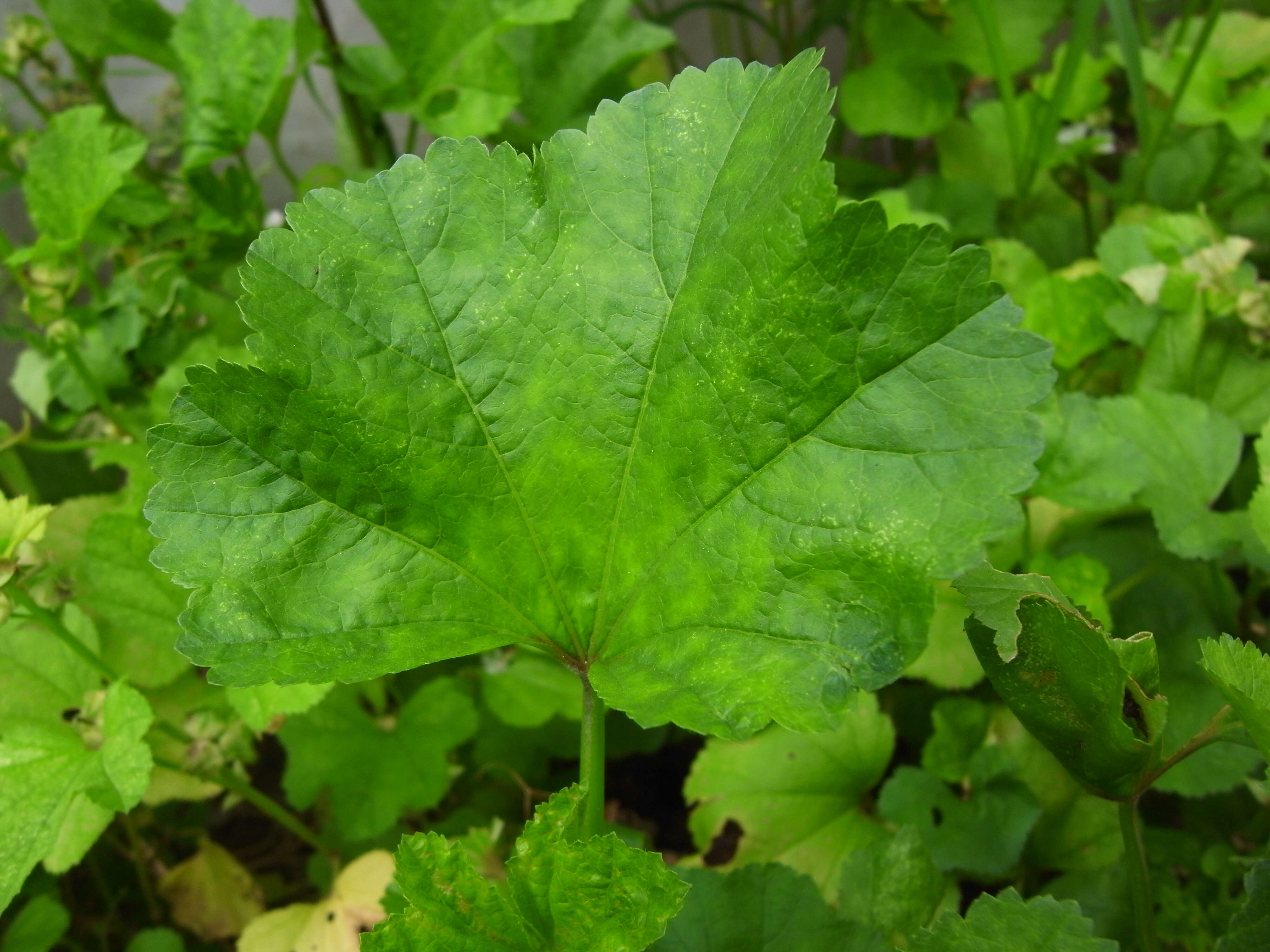 Image of cluster mallow