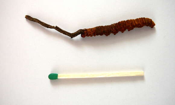 صورة Ophiocordyceps sinensis (Berk.) G. H. Sung, J. M. Sung, Hywel-Jones & Spatafora 2007