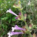 Image de Salvia scabra Thunb.