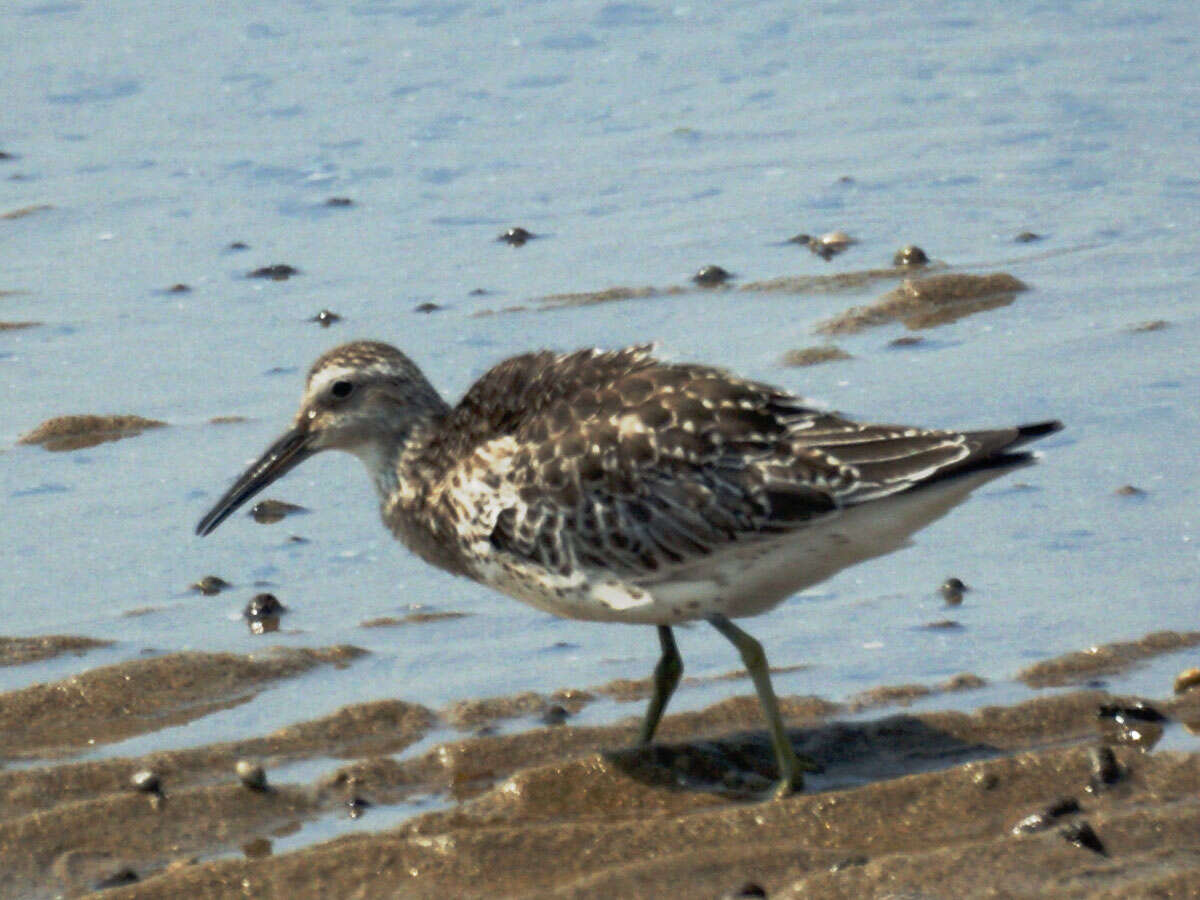 Image of Great Knot