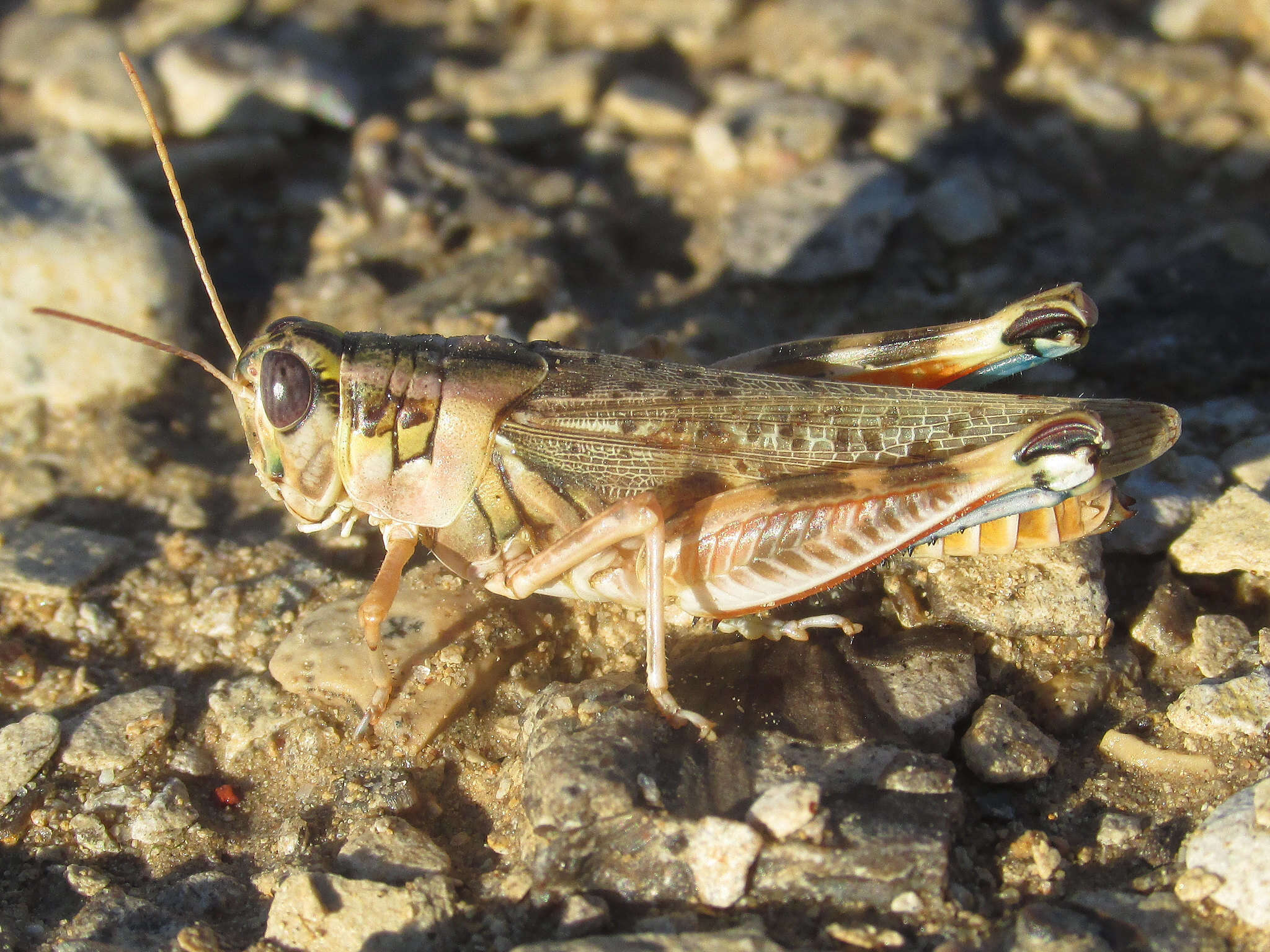 Image of Melanoplus occidentalis (Thomas & C. 1872)