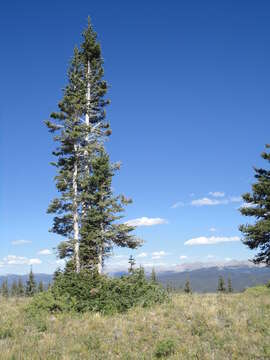 Image of subalpine fir