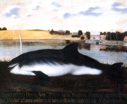 Image of Common porpoises