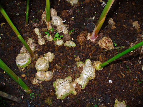 Image of Cooking Ginger