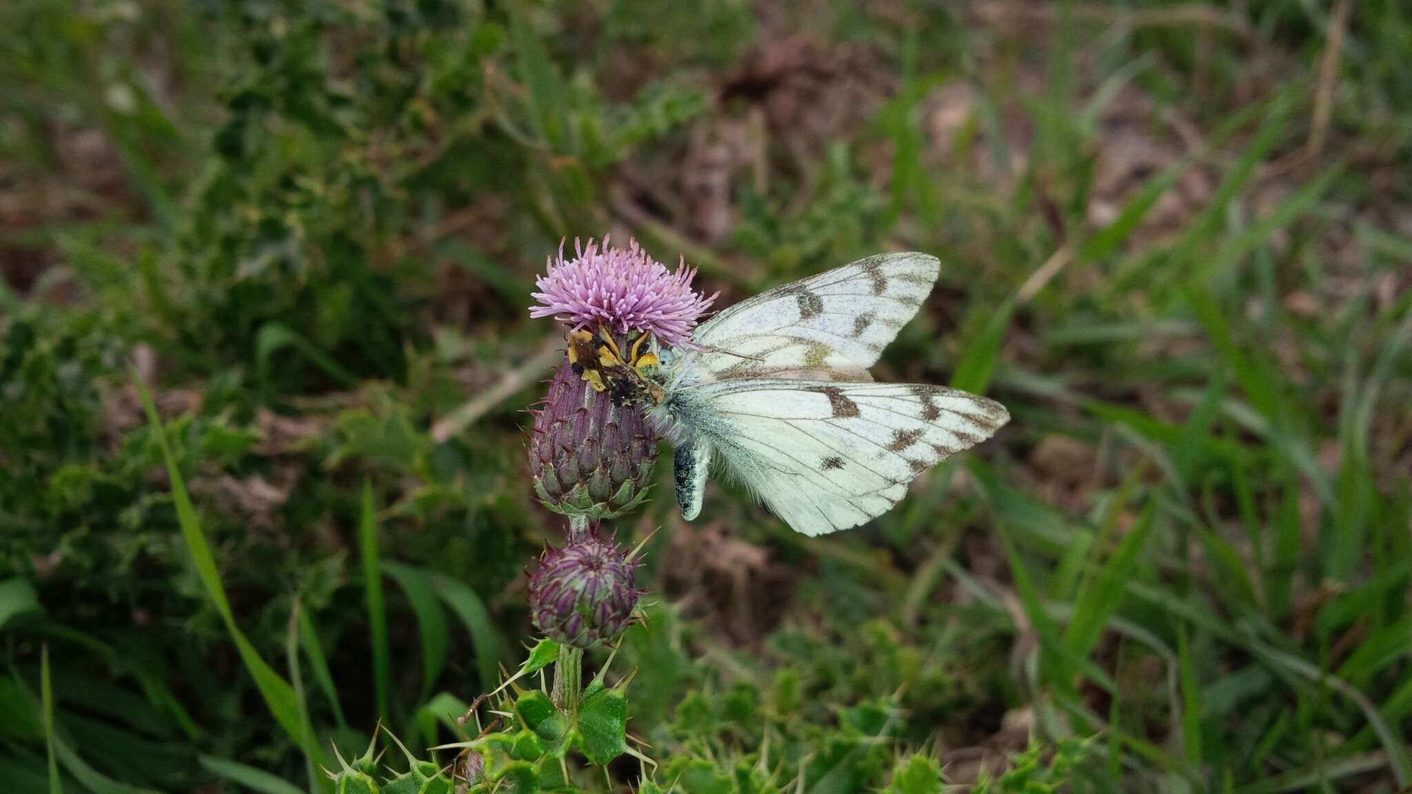 Image of Pontia occidentalis occidentalis