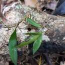 صورة Dendrobium pugioniforme A. Cunn. ex Lindl.