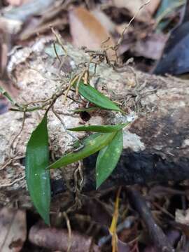 Image de Dendrobium pugioniforme A. Cunn. ex Lindl.