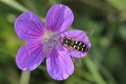 Imagem de Geranium palustre L.