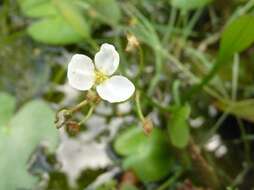 Слика од Sagittaria pygmaea Miq.