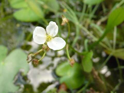 Image of Sagittaria pygmaea Miq.