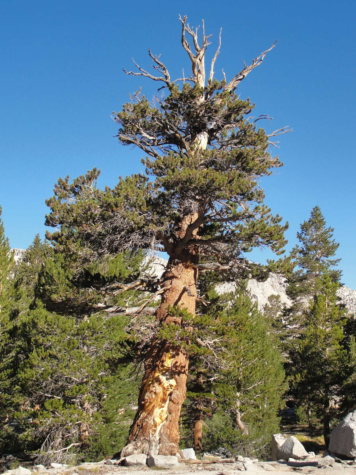 Image of foxtail pine