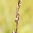 Image of Bird's-mouth orchid