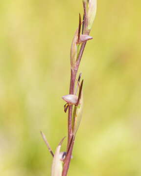 Image of Bird's-mouth orchid