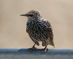 Image of Sturnus Linnaeus 1758