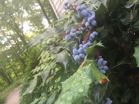 Image of Beale's barberry