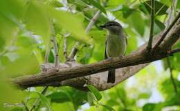 Pachyramphus polychopterus (Vieillot 1818) resmi