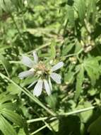 Image of white checkerbloom