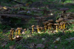 Image of Funnel Chanterelle