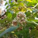 Слика од Buddleja auriculata Benth.