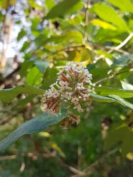 Image de Buddleja auriculata Benth.