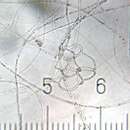 Image of Arthrobotrys oligospora