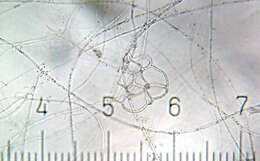 Plancia ëd Arthrobotrys oligospora