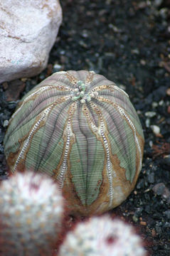 Image of <i>Euphorbia obesa</i> Hook. fil.
