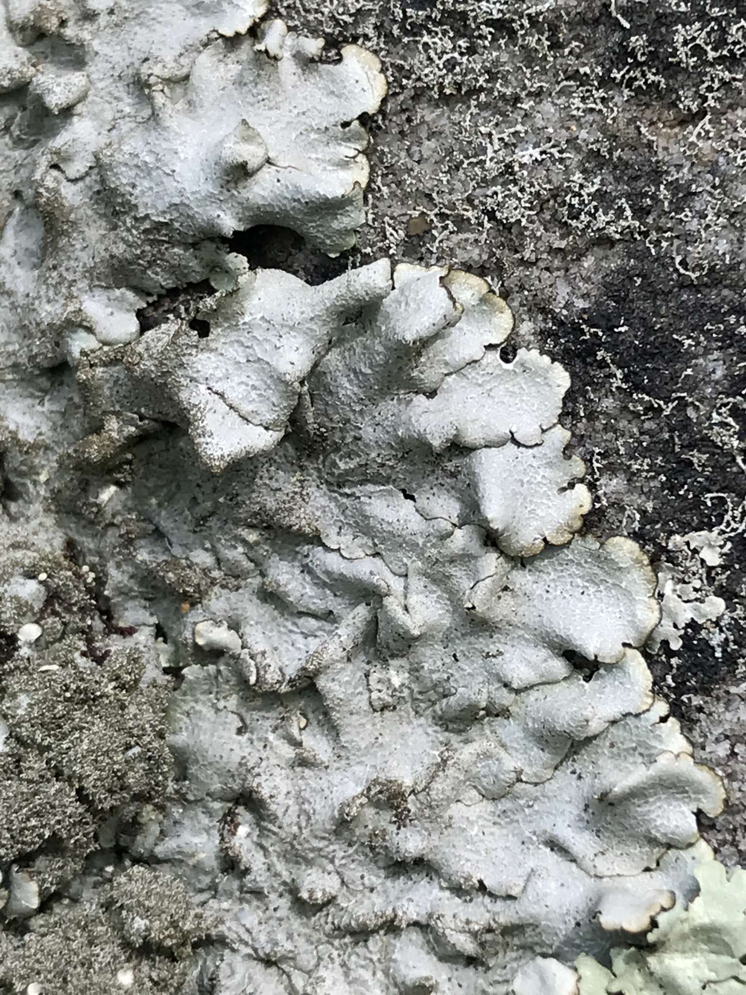 Image of Carolina canoparmelia lichen