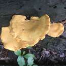 Image of Elegant Polypore