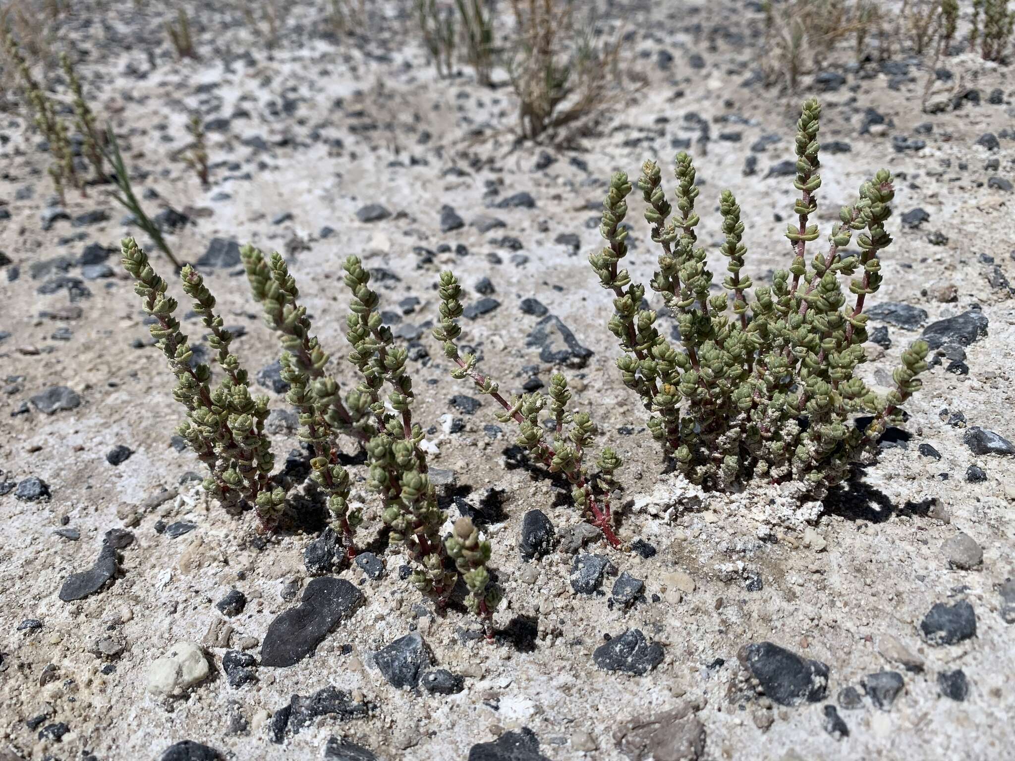 Image of Amargosa niterwort