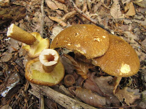 Image of Suillus cavipes (Klotzsch) A. H. Sm. & Thiers 1964