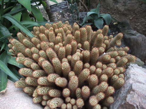 Image of Mammillaria elongata DC.