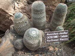 Image of Mammillaria standleyi (Britton & Rose) Orcutt