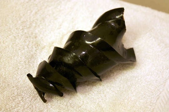 Image of Bullhead Shark