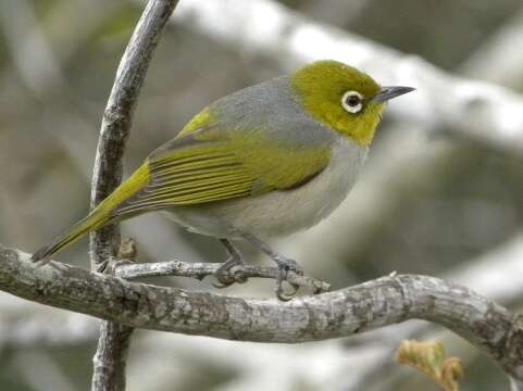 Image of Silvereye