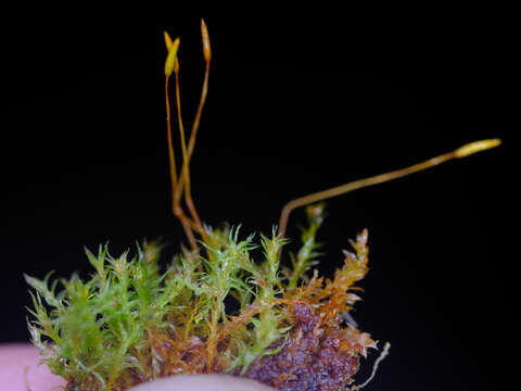 Image of tetraphis moss