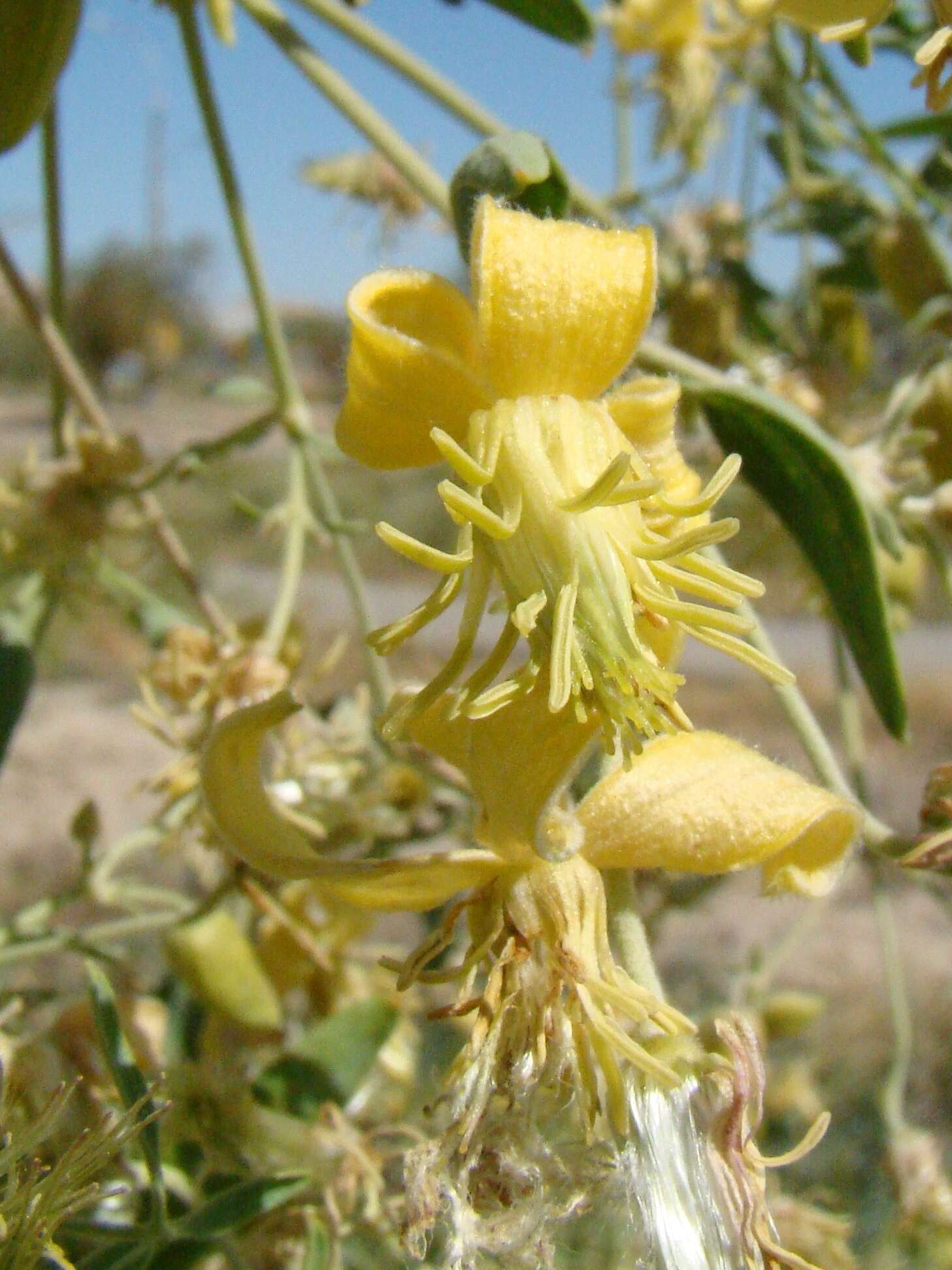 Imagem de Clematis orientalis L.