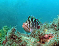 Image of Blotched Hawkfish