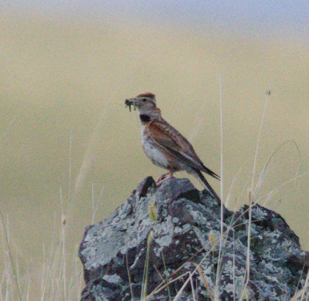 Image of Mongolian Lark