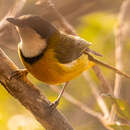 صورة Pachycephala caledonica (Gmelin & JF 1789)