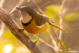 صورة Pachycephala caledonica (Gmelin & JF 1789)