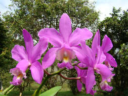 Image of Cattleya loddigesii Lindl.