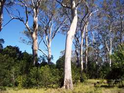 Image of forest redgum