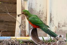 Image of Australian King Parrot