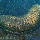 Image of Fine spot sea cucumber