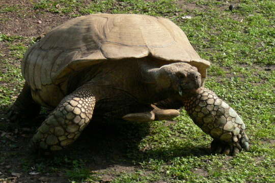 Image of spurred tortoise