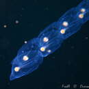 Image of Deepsea solitary salp