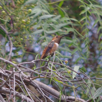 Image of Allen's Hummingbird