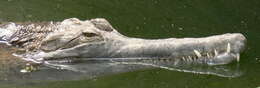 Image of Tomistoma